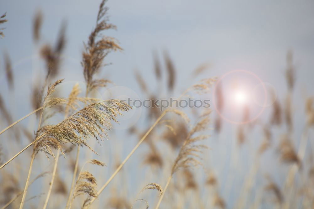 Similar – Image, Stock Photo Land and cereals Silo