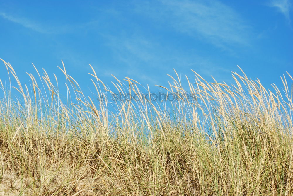 Similar – Image, Stock Photo A breeze. Environment