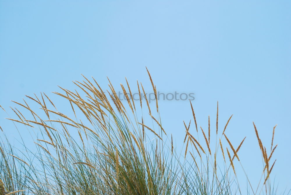 Grass whispering II Green