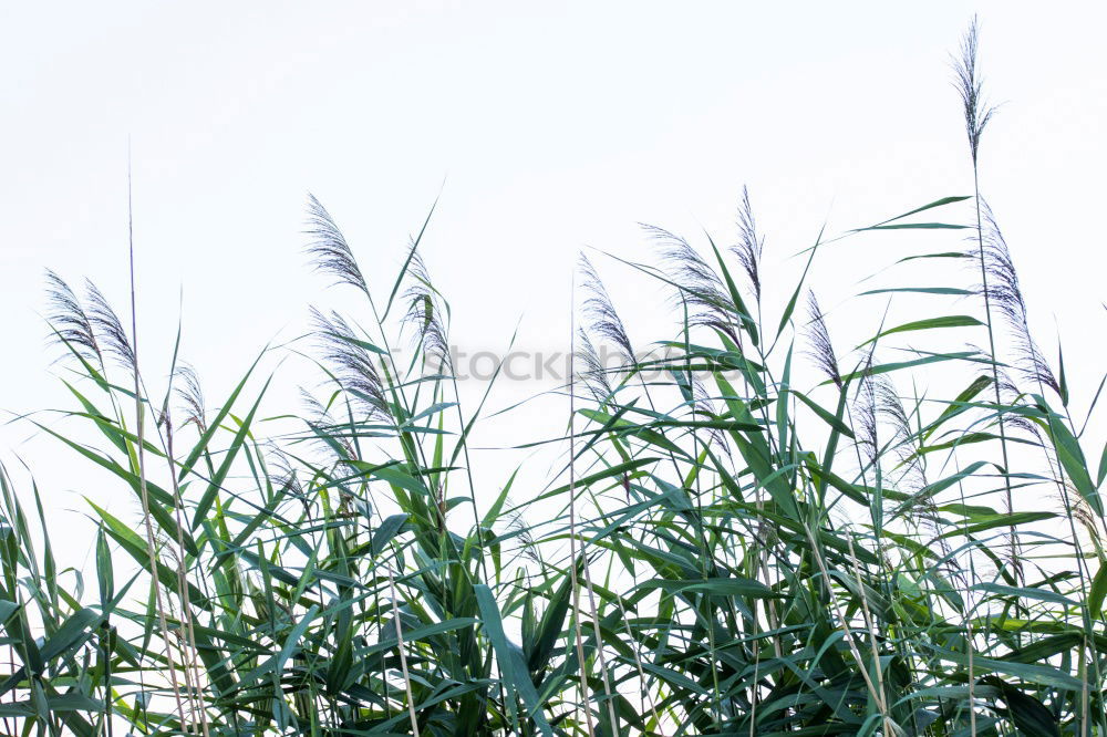 Similar – Foto Bild Frühlingserwachen grün