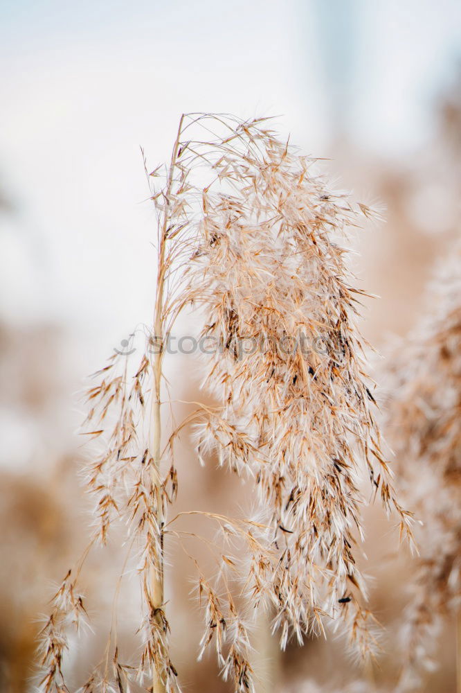 Similar – Sciluf (2) Grass Plant