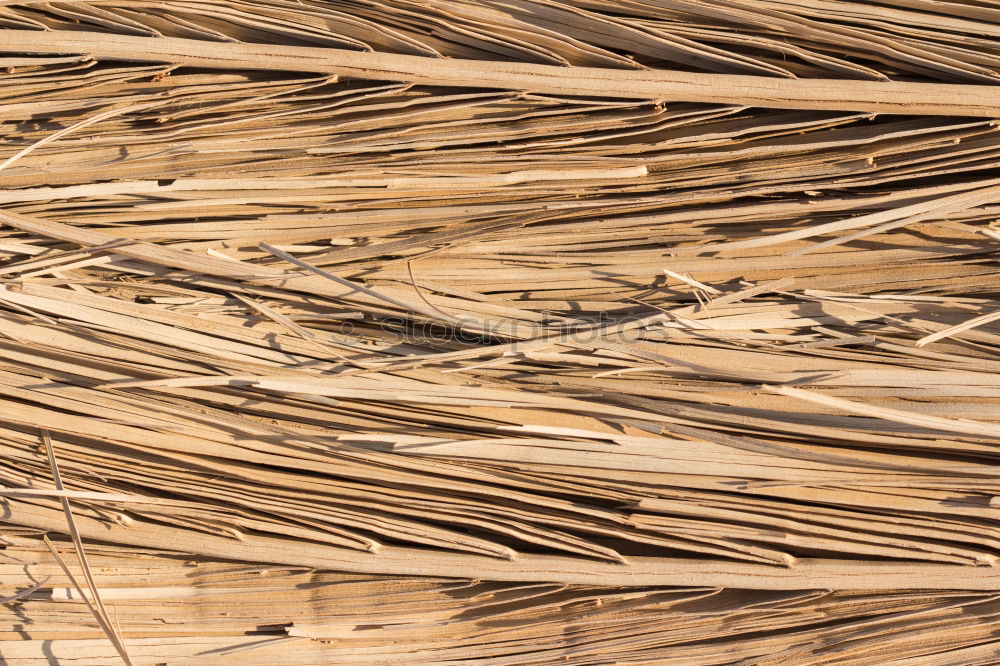 Similar – Close up of dried eel on Bukittinggi market