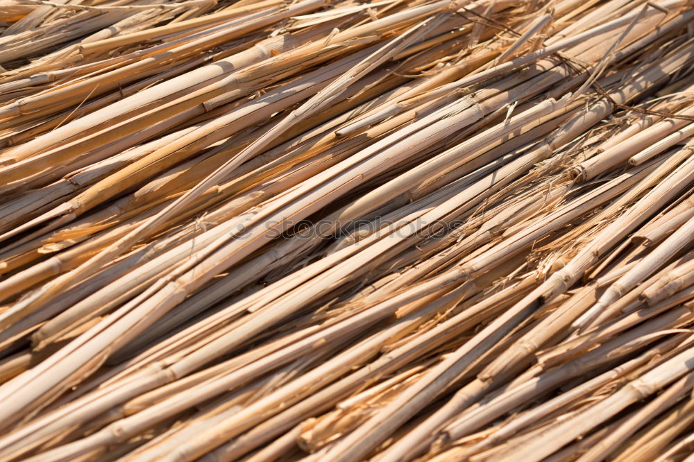 Similar – Close up of dried eel on Bukittinggi market