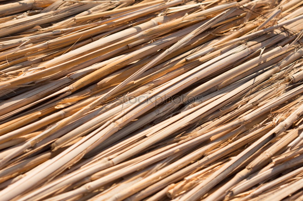 Similar – Close up of dried eel on Bukittinggi market