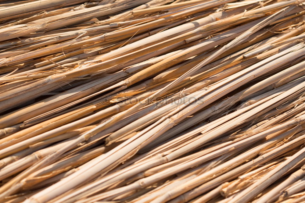 Similar – Close up of dried eel on Bukittinggi market