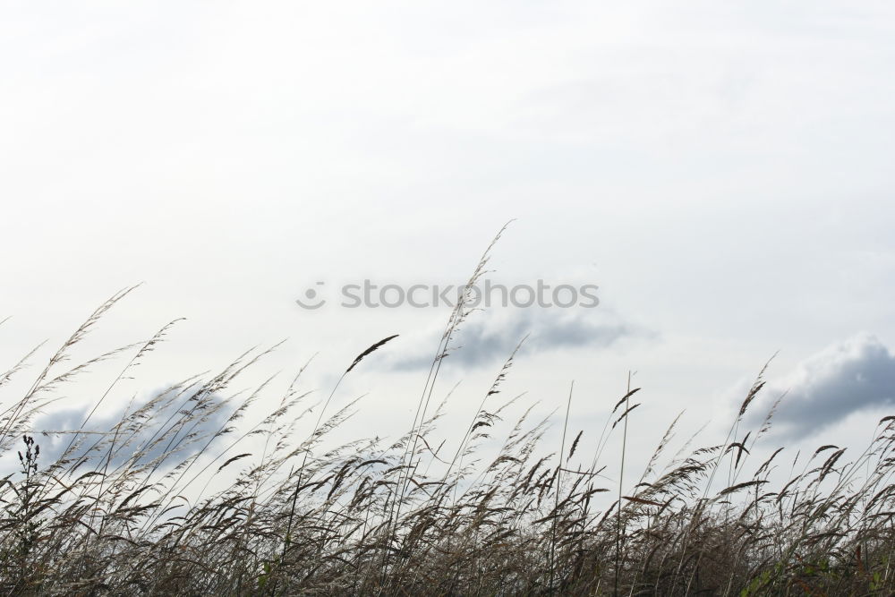 Similar – Image, Stock Photo A breeze. Environment