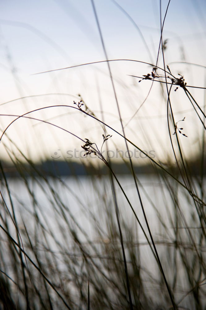 Similar – Image, Stock Photo Spiders at the lake Safari