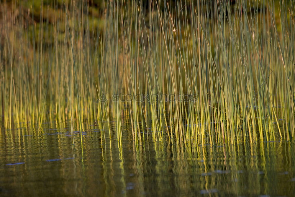 Similar – mirroring Common Reed