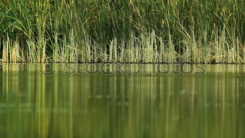 Similar – mirroring Common Reed