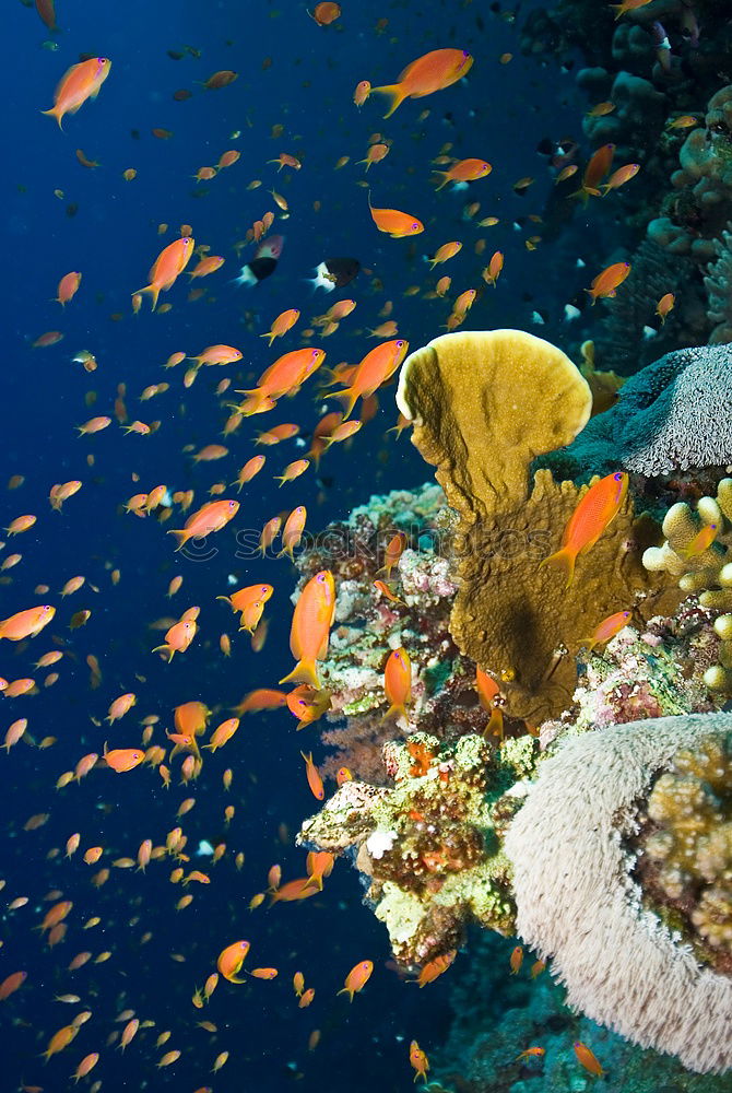 Similar – Image, Stock Photo you and me II Coral Dive