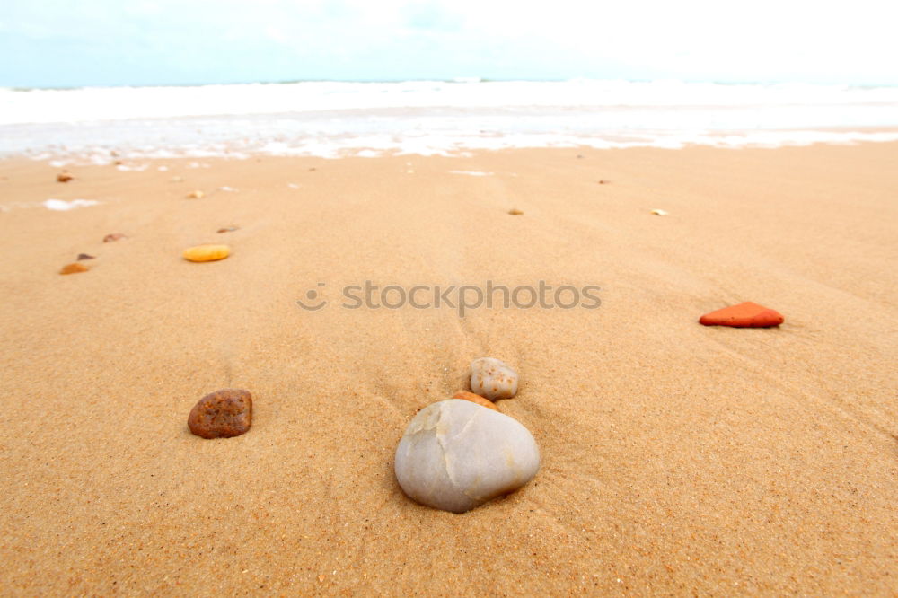 Similar – Foto Bild muschelschubser Meer