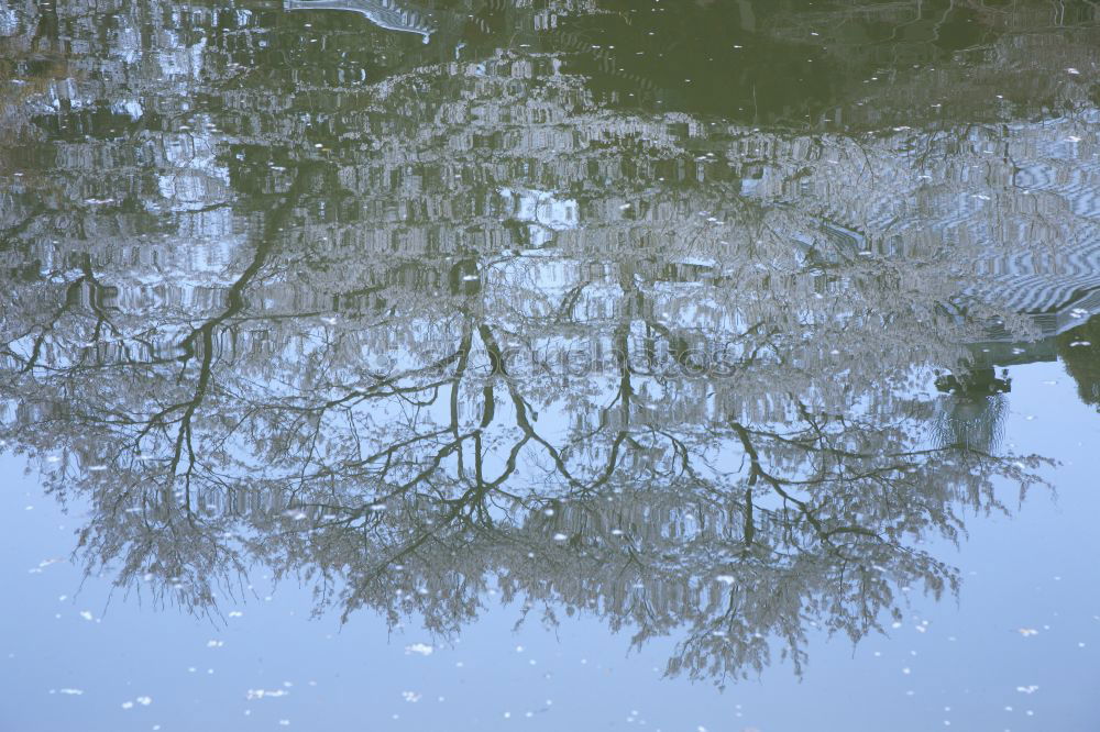 Similar – Autumn puddle II Tree