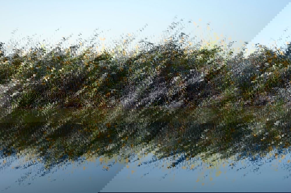 Similar – Image, Stock Photo forest lake Environment
