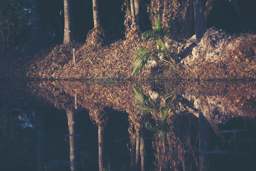 Similar – Image, Stock Photo Landscape with dry trees in water among the greenery against limestone mountain in Trang An, Vietnam