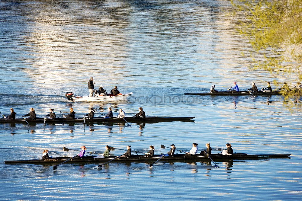 seagulls in rank and file