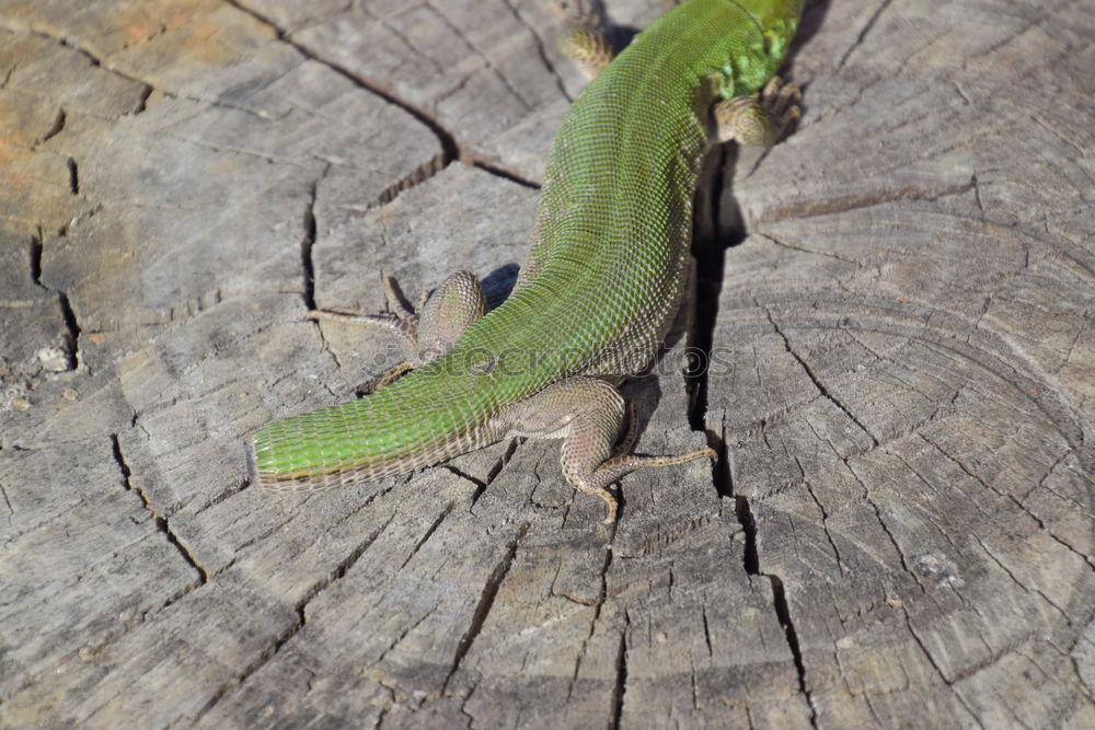 Similar – Foto Bild Auf der Durchreise. Sommer