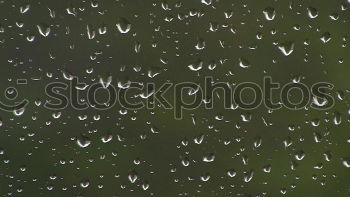 Similar – Lady’s mantle with lotus effect and light reflection