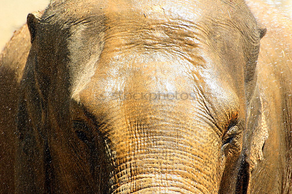 Similar – pachyderms Calm Large Gray