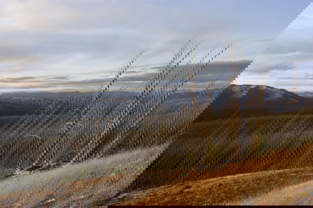 Similar – Image, Stock Photo After Forest Fire Mountain