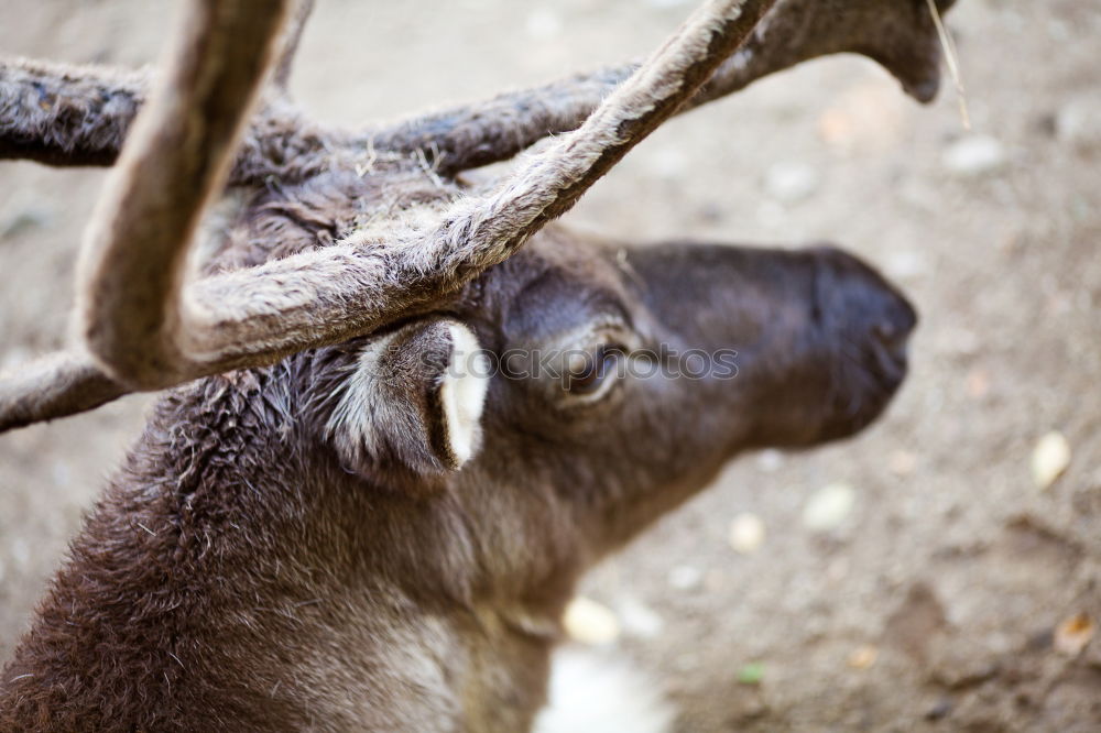 Similar – Capra Aegagerus Knuddelensis