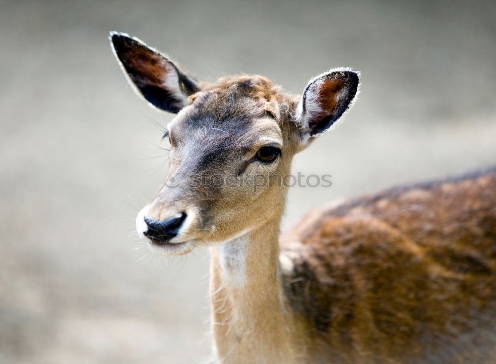 Similar – Sitatunga or Marshbuck (Tragelaphus spekii) Antelope In Africa