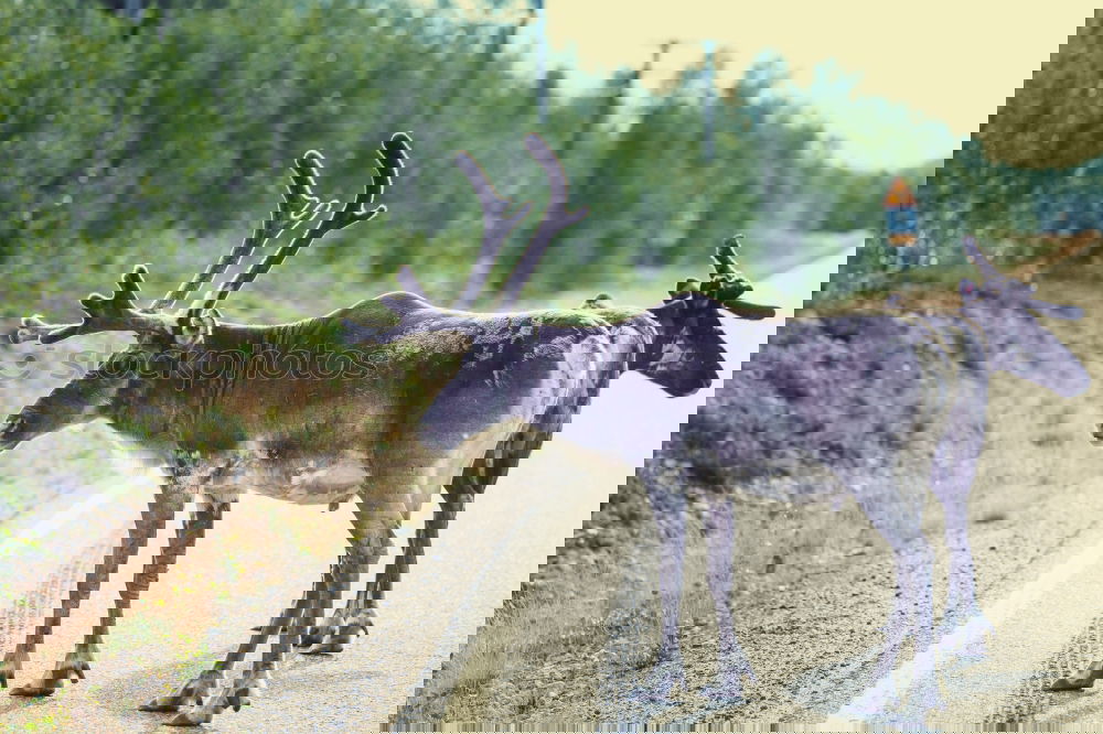 Similar – Foto Bild Laufbursche