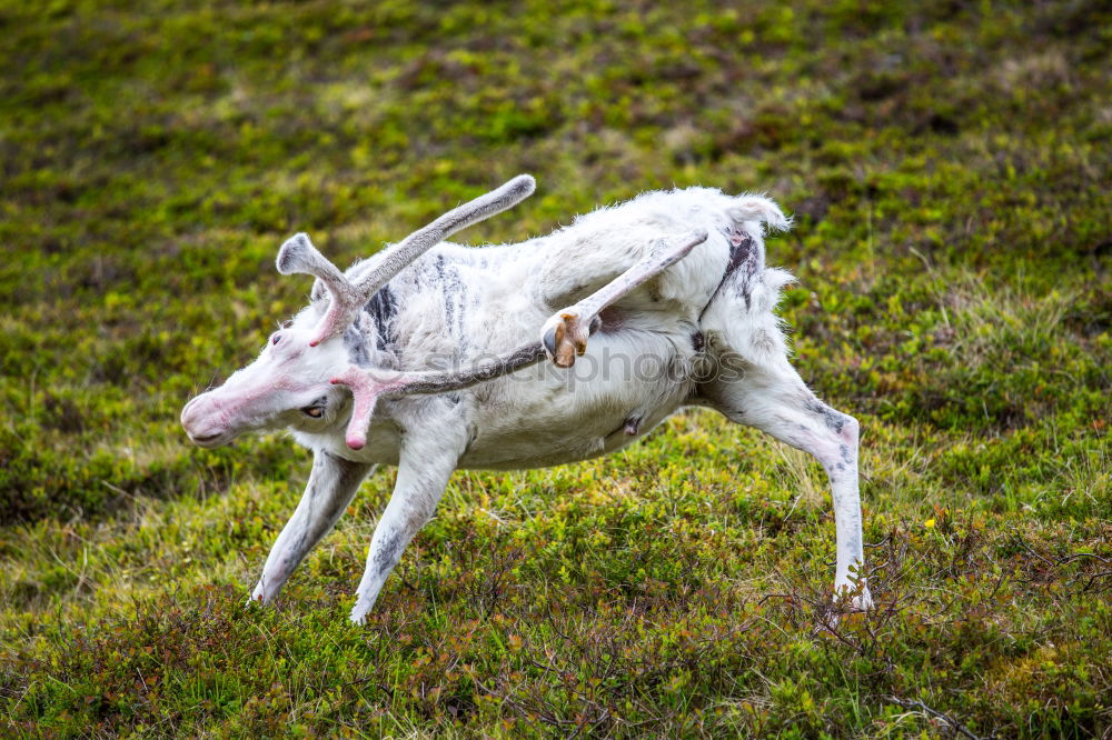 Similar – Image, Stock Photo Cow