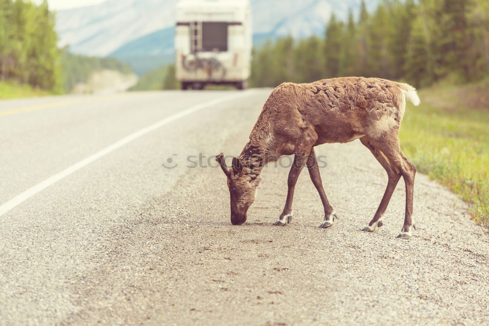 Similar – Foto Bild Laufbursche