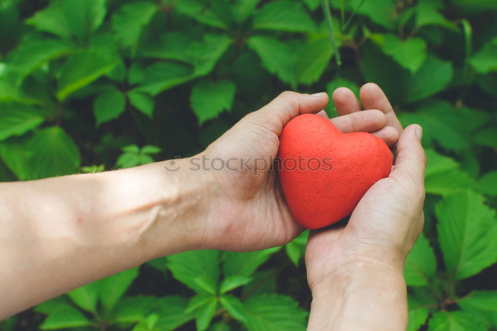 Similar – Flatlay of woman’s hands holding red ripe organic apples