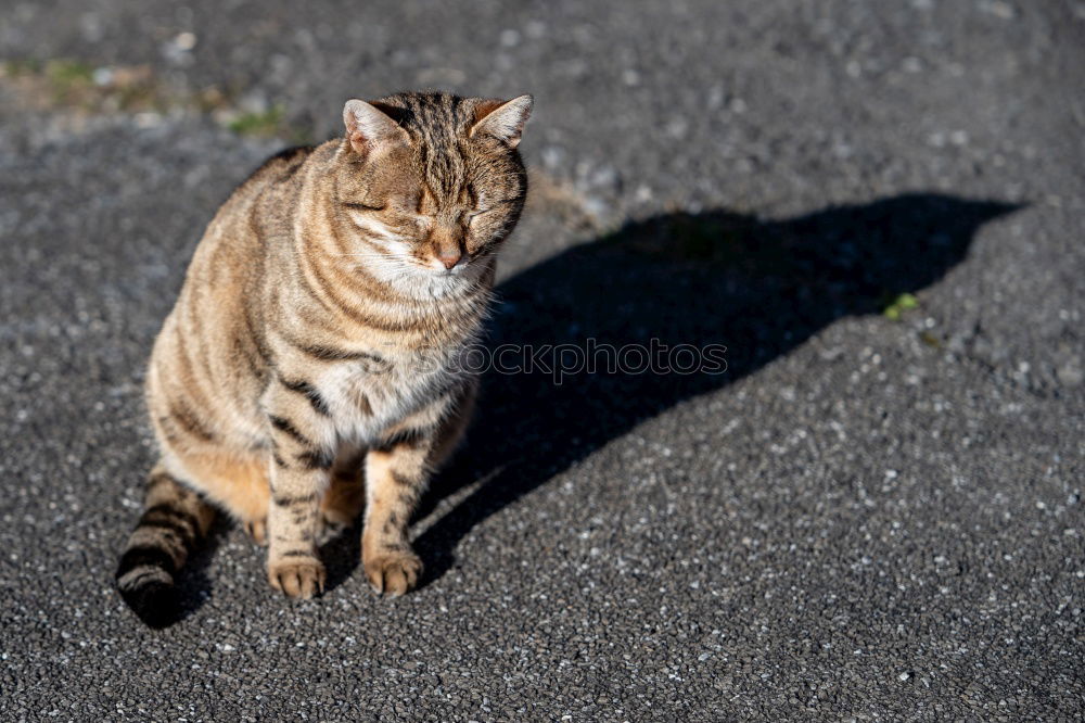 Similar – Image, Stock Photo Catwalk I Domestic cat