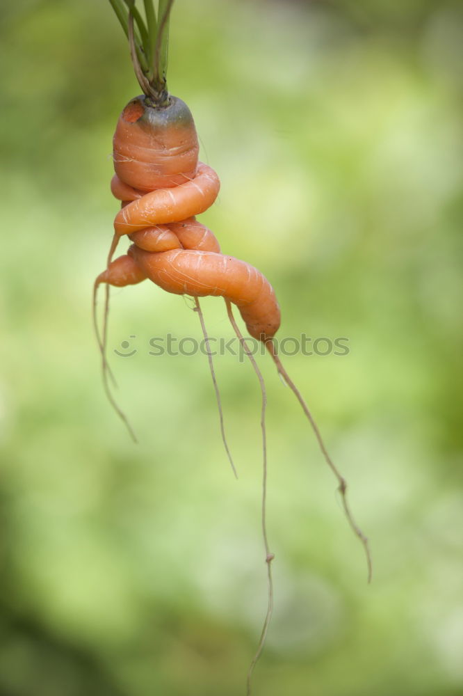 Similar – Image, Stock Photo Woman harvest carrots and beetroot