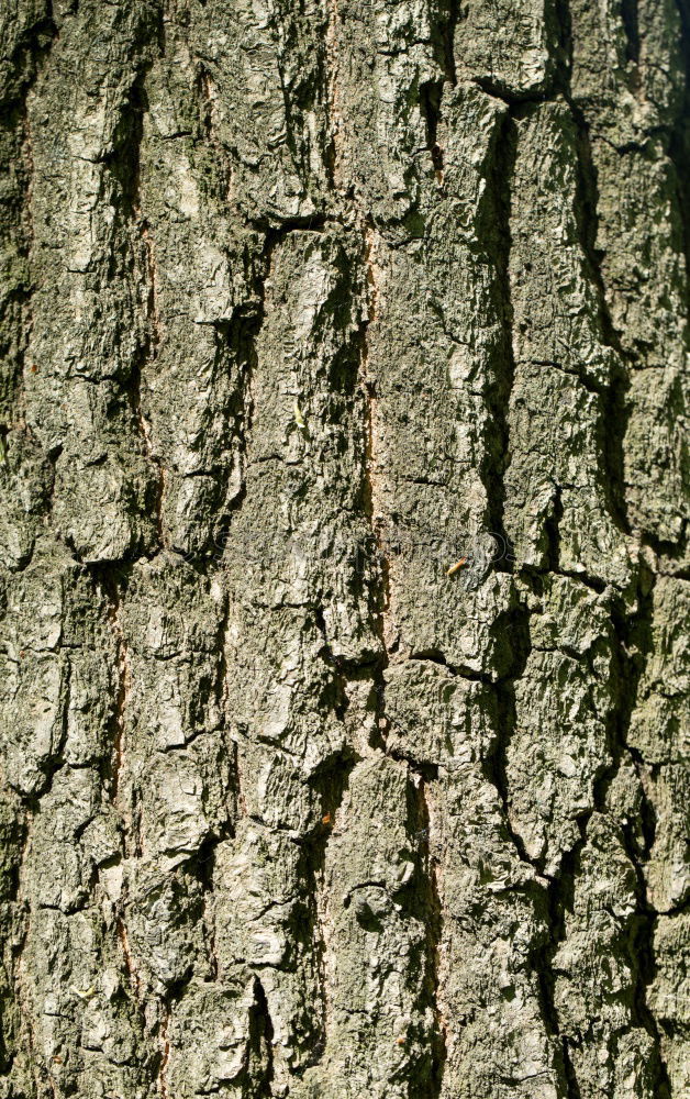 Similar – Foto Bild efeu Sträucher Baum Geäst