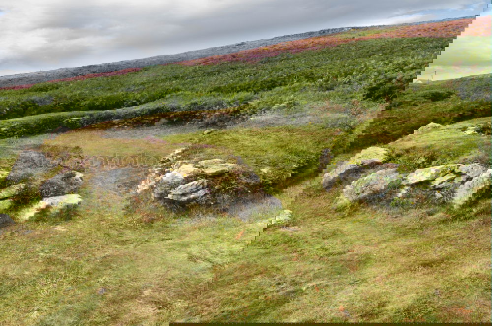 Similar – Foto Bild Aufforstung Landschaft