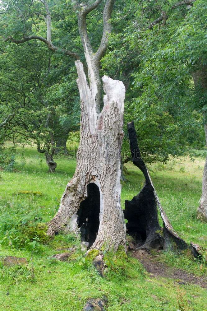 Similar – Buche und Moos Baum