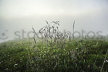 Similar – Flower meadow in front of mountain panorama