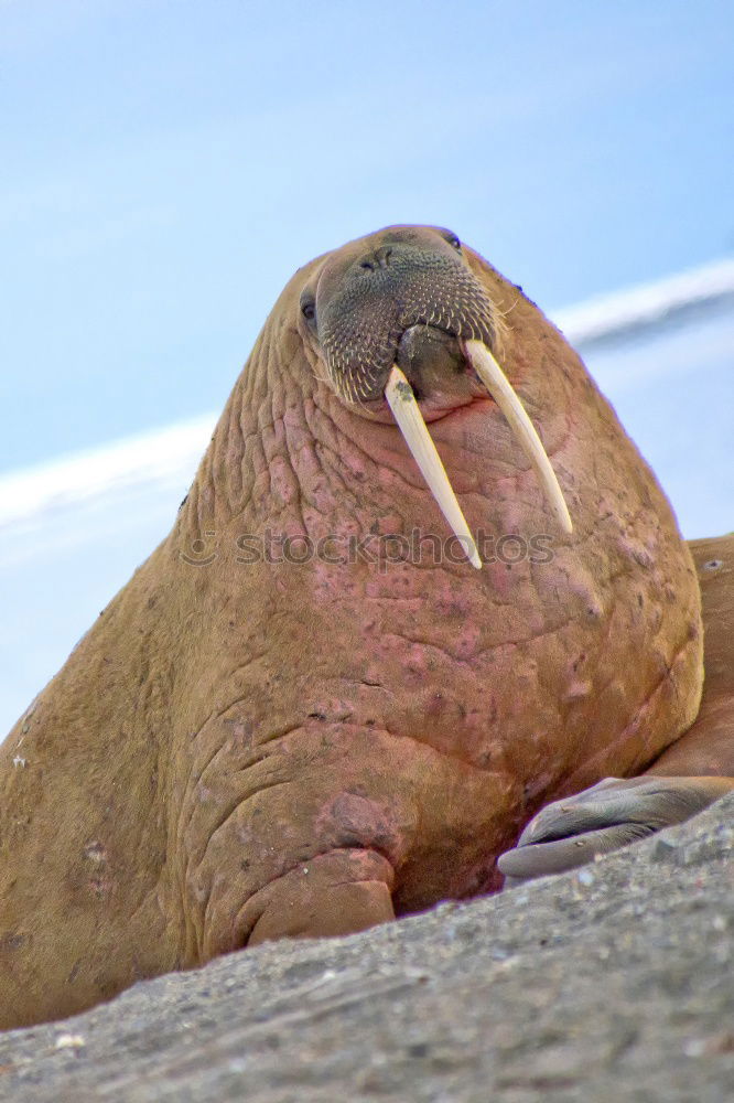 Similar – Foto Bild Speed Pferd Nüstern Lippen