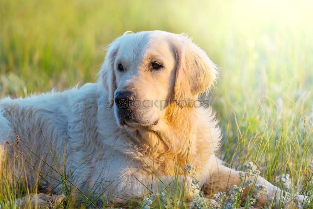 Golden retriever smiling at camera