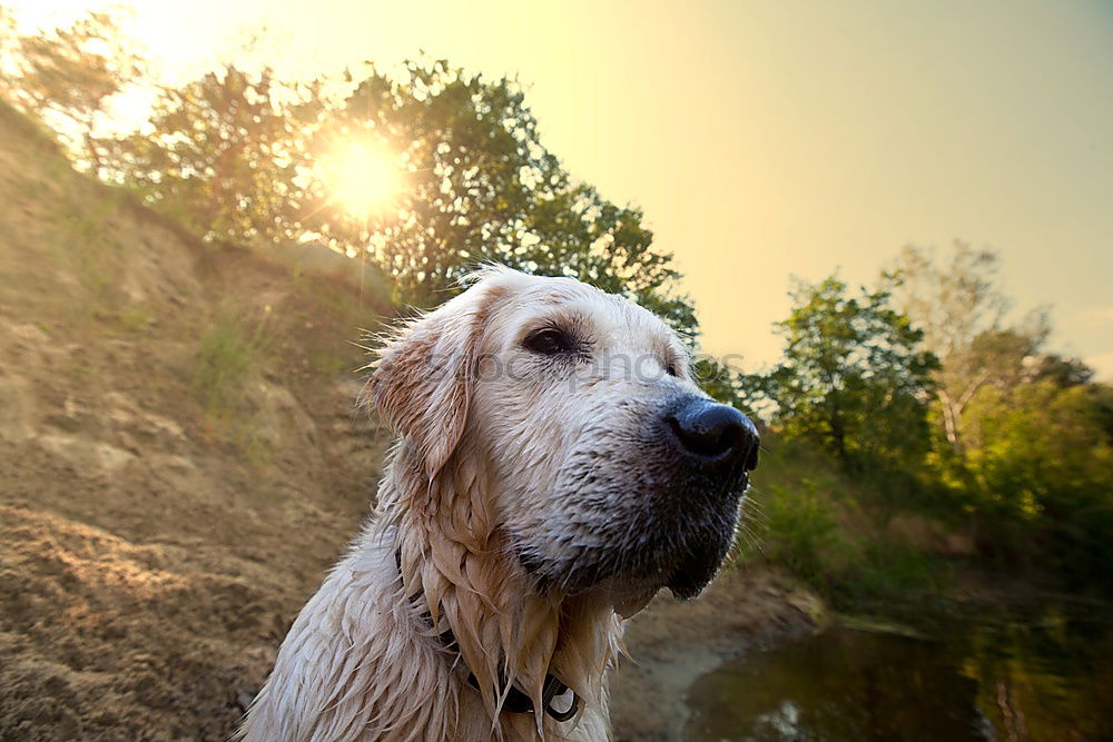 Similar – Funny dog sitting on beach