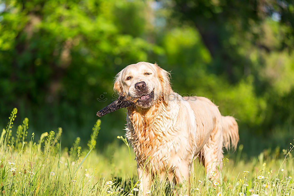 Similar – Golden retriever smiling at camera