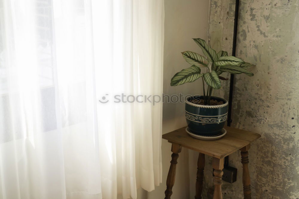 Similar – Image, Stock Photo cacti Cactus Plant Oxygen