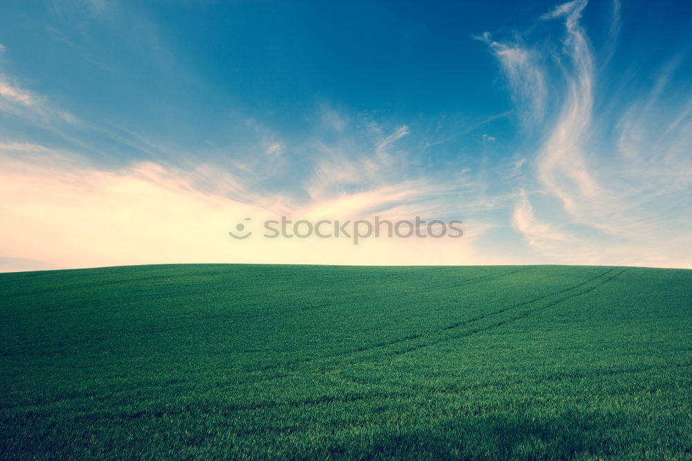 Similar – Foto Bild Feel the freedom Baum Feld