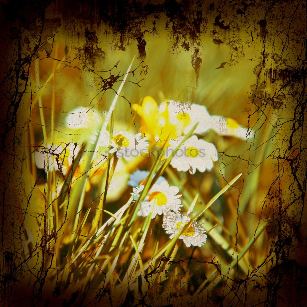 Similar – Image, Stock Photo Autumn flowers II Summer