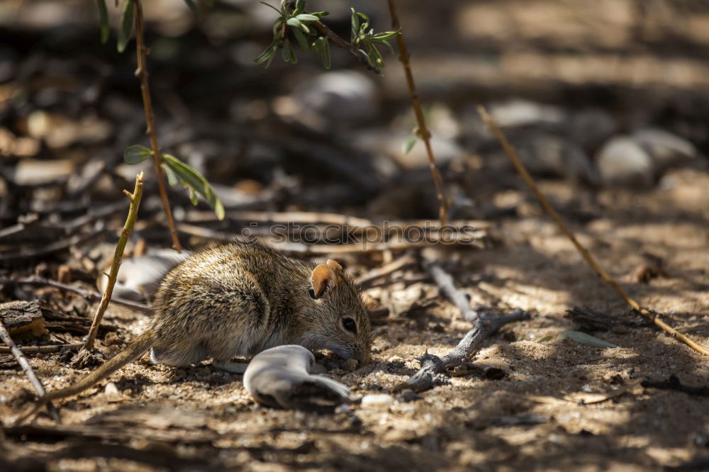 Similar – have a nap Animal