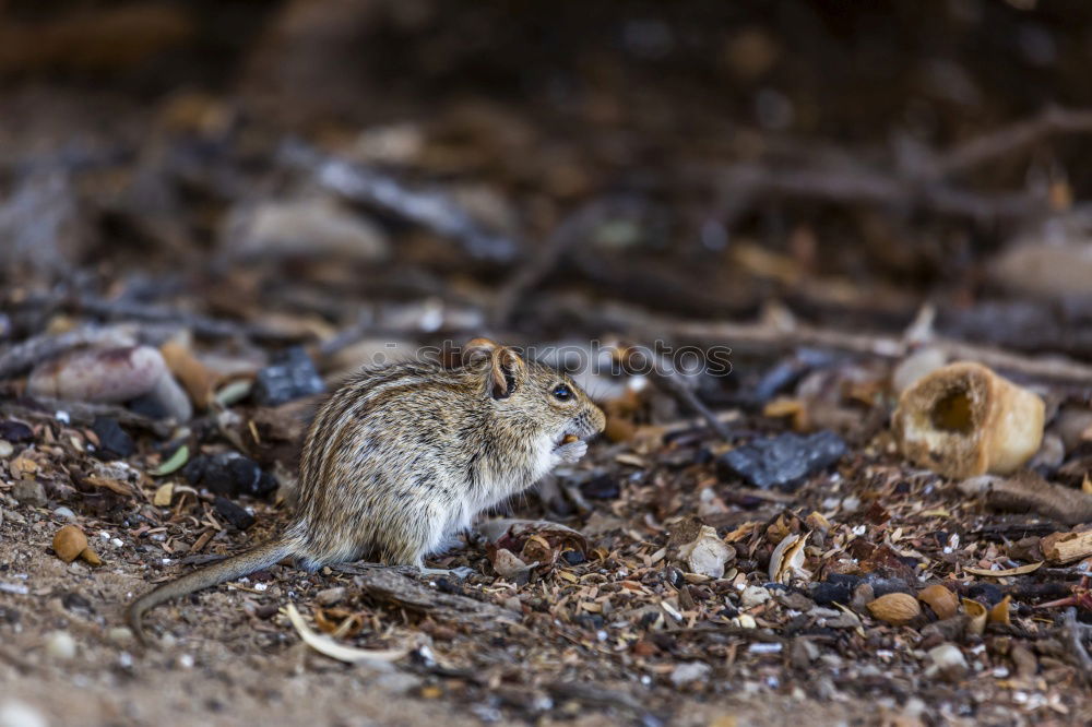 Similar – Small field mouse