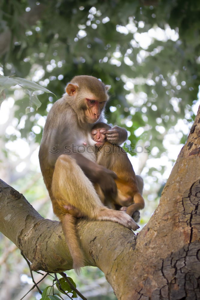 Similar – Image, Stock Photo Macaque mother with baby