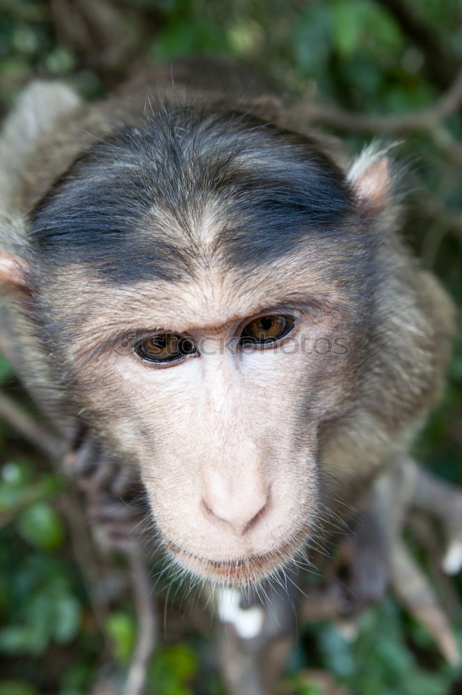 Similar – Portrait of a woman with monkey mask