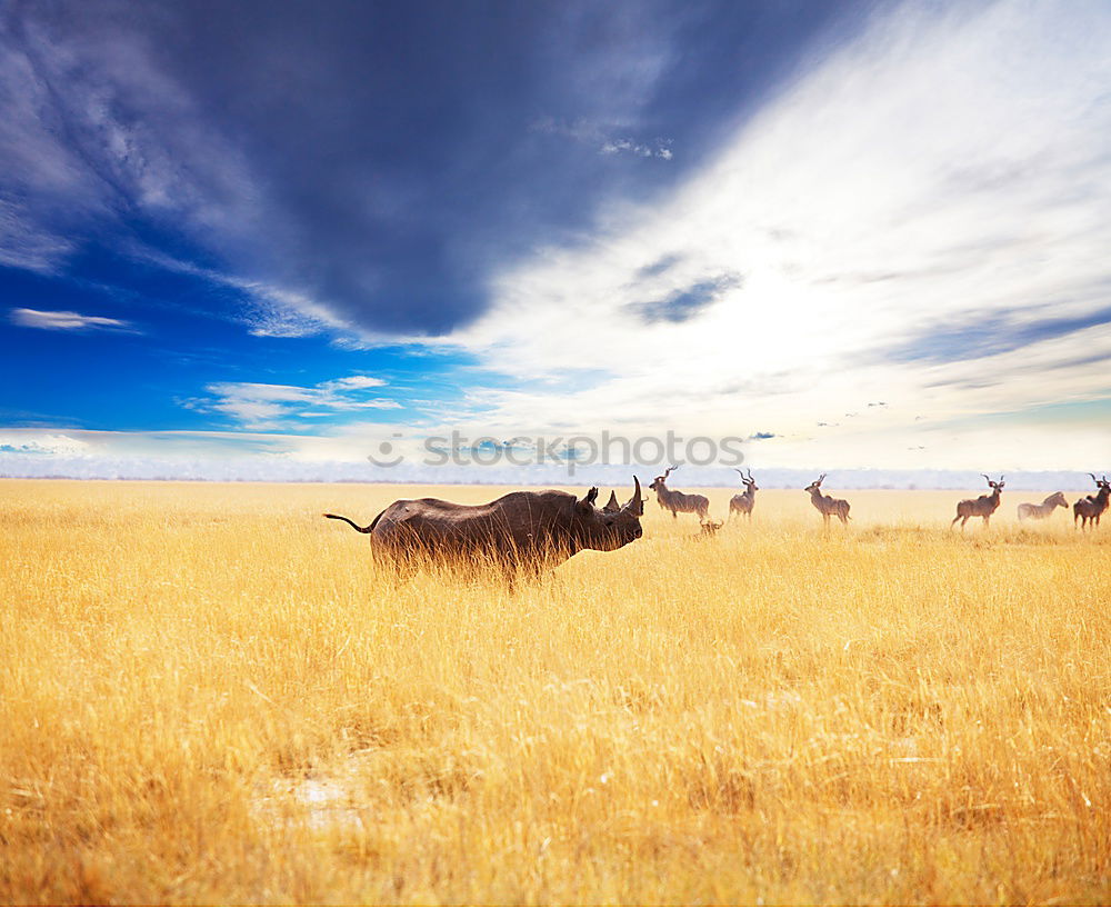 Similar – Image, Stock Photo Horses around Song Kul lake, Kyrgyzstan