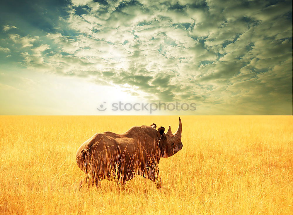 Similar – Image, Stock Photo Camel Trophy Arabia