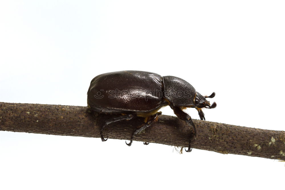 Similar – Image, Stock Photo deer cheef, lucanus, cervus