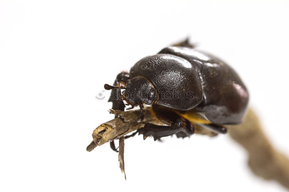 Similar – Image, Stock Photo Cheeeeeeeese! Wasps Animal